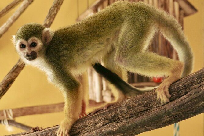 Half Day Private Tour of Akumal Monkey Sanctuary - FAQ