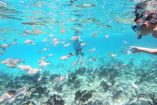 Half Day Private Tour to Islamorada Alligator Reef and Sandbar - Analyzing the Value
