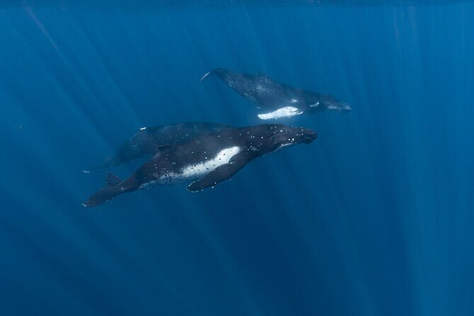 Half Day Private Whale Watching in Moorea - Why Choose This Tour? An In-Depth Look