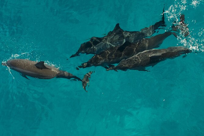Half-Day Raft and Snorkel Adventure to Na Pali - Frequently Asked Questions
