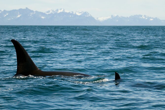 Half-Day Resurrection Bay & Wildlife Tour From Seward - Booking Information and Policies