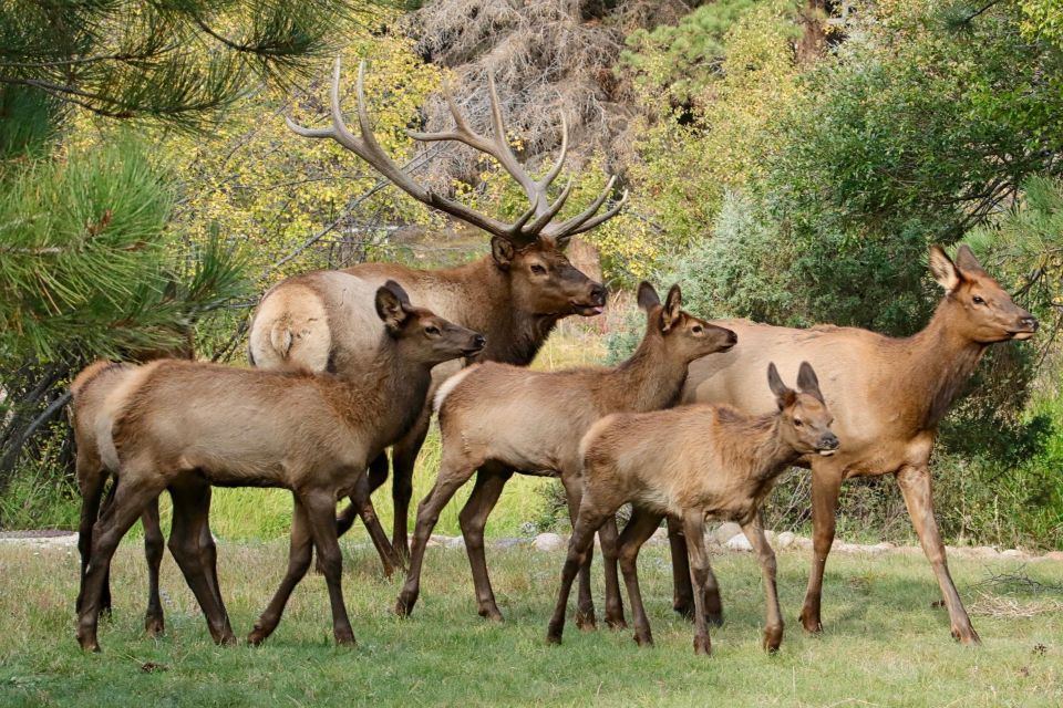 Half-Day RMNP Mountains to Sky Tour-RMNPhotographer - Wildlife Observation