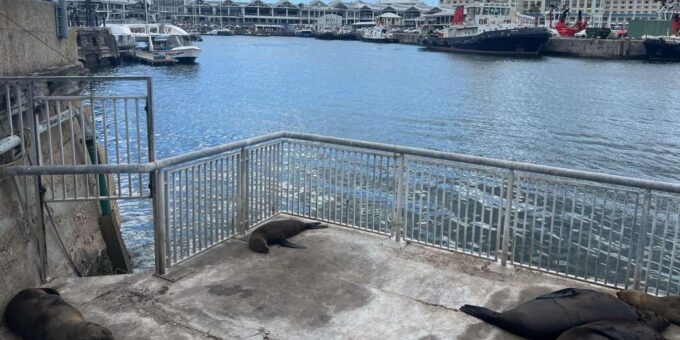 Half Day Robben Island Including Tickets and Transfers Tour - Connecting to Mandelas Legacy
