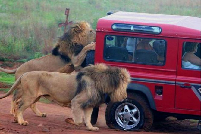 Half Day Safari Tour From Durban - Tour Overview and Highlights