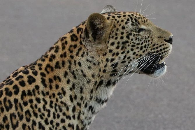 Half Day Safaris By Robbie Williams Safaris - Inclusions and Amenities