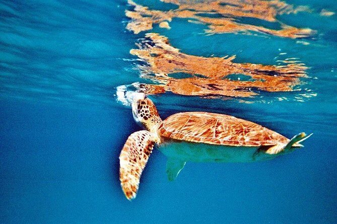 Half Day Sail and Snorkel with the Turtles - The Sum Up