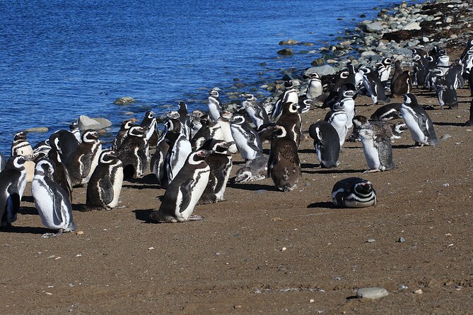 Half Day Sailing Magdlena Island Penguin Colony P.Arenas October to March Only - Reviews and Customer Feedback