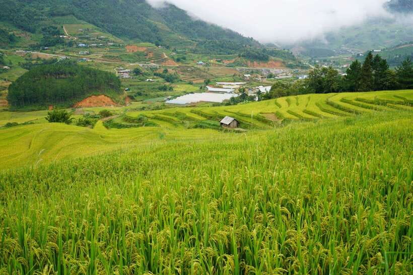 Half Day Sapa Trekking to Visit Lao Chai - Ta Van - Frequently Asked Questions
