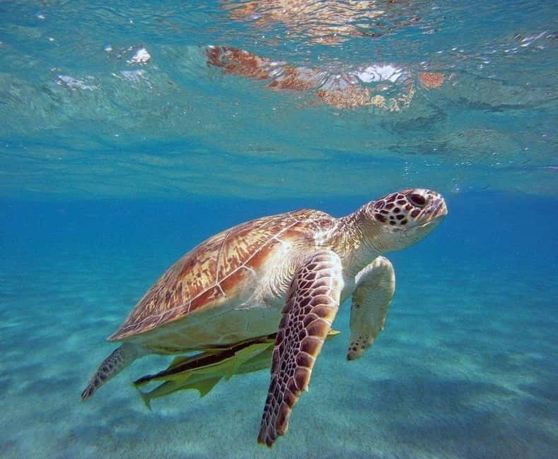 Half Day Sea Fishing Tour from Alanya & City Of Side - The Sum Up