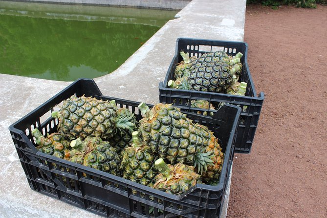 Half Day Sete Cidades (West Side of the Island) - Pricing and Pickup
