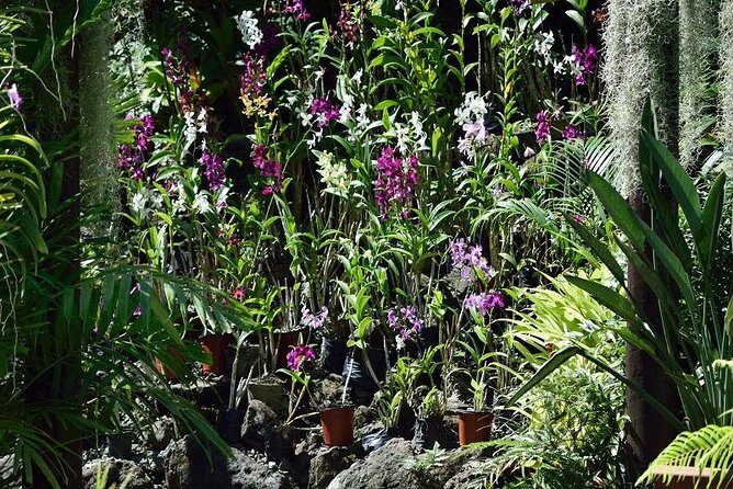 Half Day Sightseeing - Wonders of Nadi Tour - Key Points