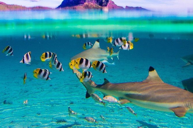 Half-Day Small-Group Cruise in Bora Bora with Snorkelling - Who Is This Tour Best Suited For?