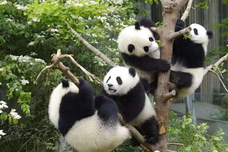 Half day small group tour to Chengdu Panda Breeding Center - A Closer Look at the Half Day Small Group Tour to Chengdu Panda Breeding Center