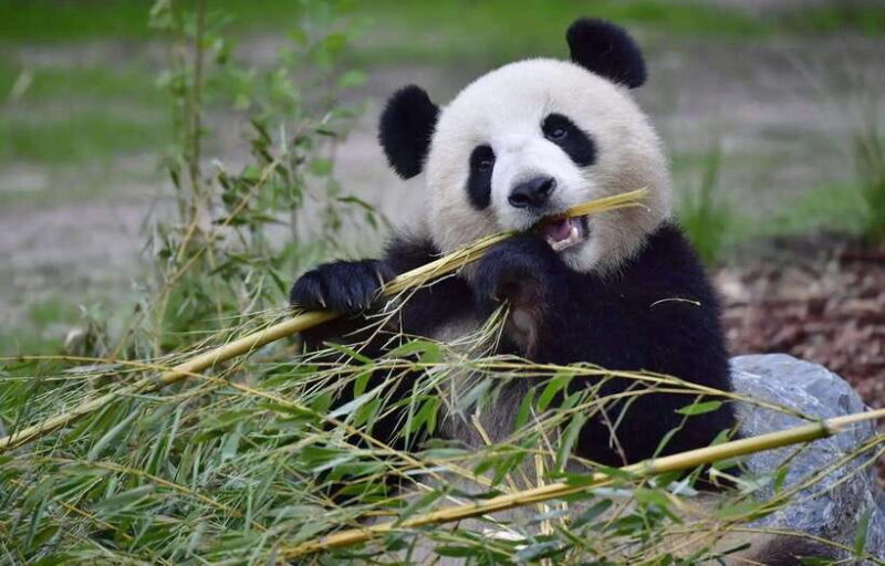 Half day small group tour to Chengdu Panda Breeding Center - Key Points