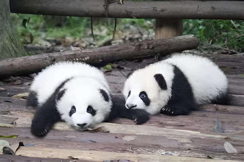 Half day small group tour to Chengdu Panda Breeding Center - Final Thoughts: Why This Tour Might Be Perfect for You