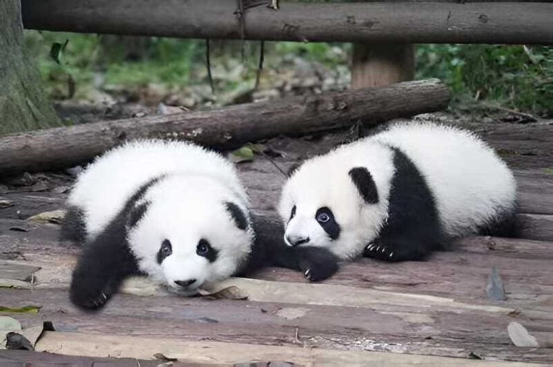 Half day small group tour to Chengdu Panda Breeding Center - FAQ: Common Questions About the Tour