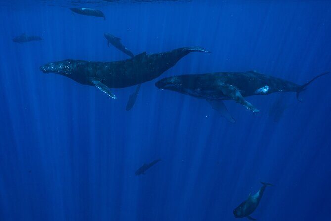 Half Day Small Group Whale Watching - The Sum Up: Who Should Consider This Tour?