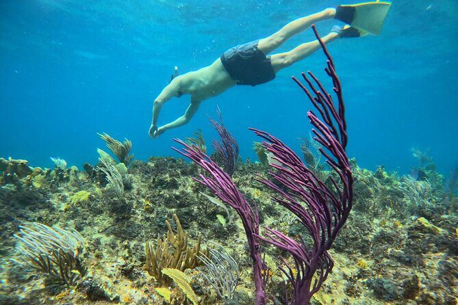 Half Day Snorkel from Providenciales with Visit to Half Moon Bay - FAQ