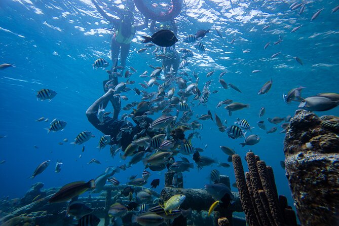 Half Day Snorkel Trip by Boat - Preparing for the Adventure