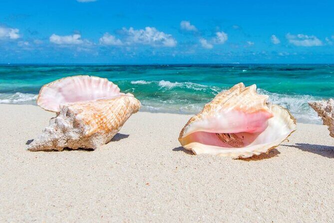 Half-day Snorkeling, Cruising, Iguana Island, Half Moon Bay - Who Is This Tour Best For?  