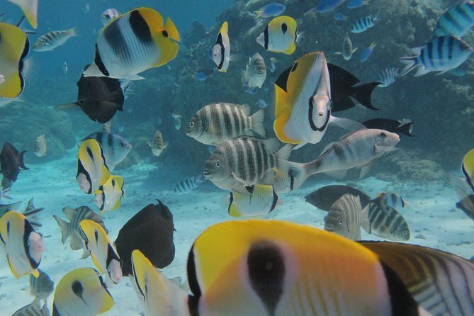 Half day Snorkeling Shared Boat Tour in Bora Bora - An In-Depth Look at the Tour Experience