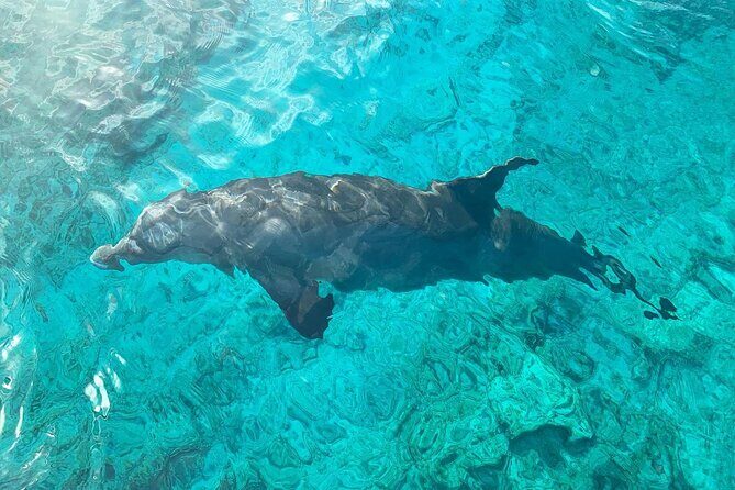 Half Day Snorkeling, Sightseeing & Island Hopping Private Charter (Afternoon) - FAQ Section