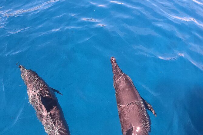 Half-Day Snorkeling Tour in Tahiti - Practical Details: What You Need to Know