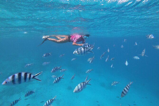 Half-Day Snorkeling Tour in Tahiti - FAQ (Frequently Asked Questions)