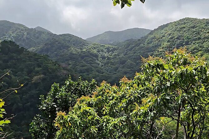 Half-Day St. Kitts Rainforest Hike - An In-Depth Look at the Rainforest Experience