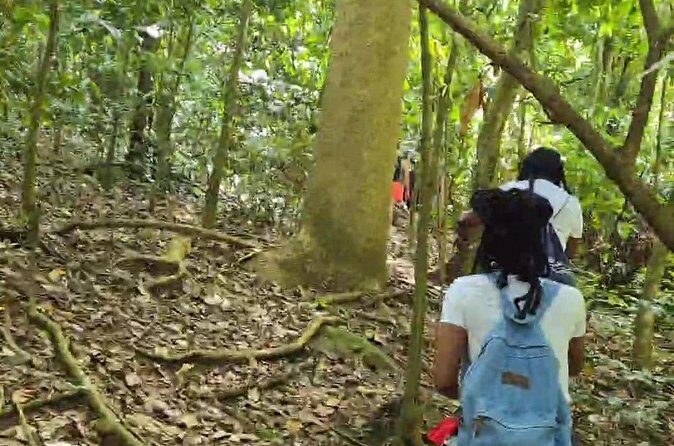Half-Day St. Kitts Rainforest Hike - The Sum Up