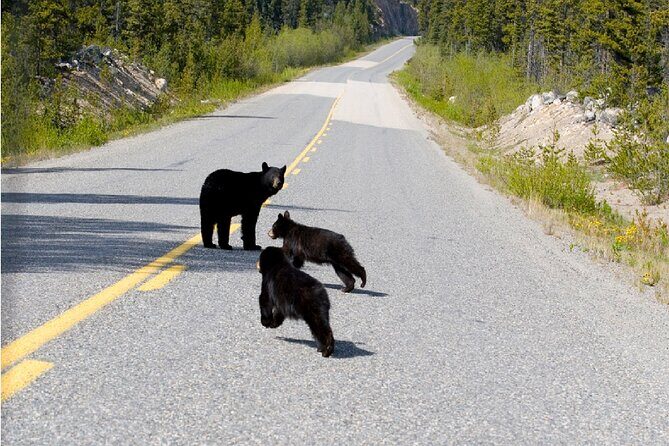 Half Day Suspension Bridge Tour in Skagway and Yukon - FAQ