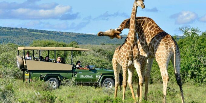 Half Day Tala Game Reserve & Natal Lion Park From Durban - Customer Reviews