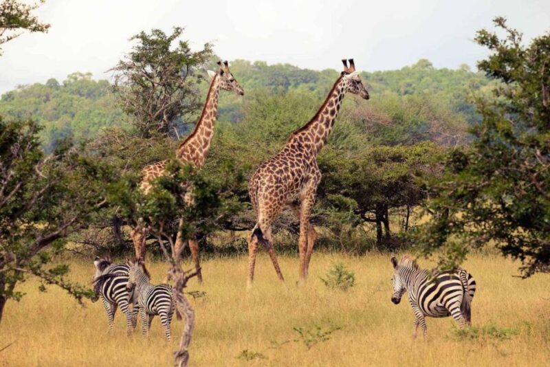 Half-Day Tala Game Reserve & Natal Lion Park From Durban - Good To Know