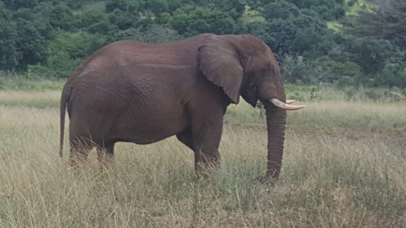 Half-Day Tala Game Reserve & Natal Lion Park From Durban - Itinerary and Inclusions