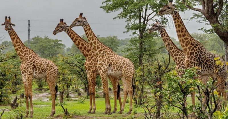 Half Day Tala Game Reserve & Natal Lion Pk Tour From Durban - Experience Highlights