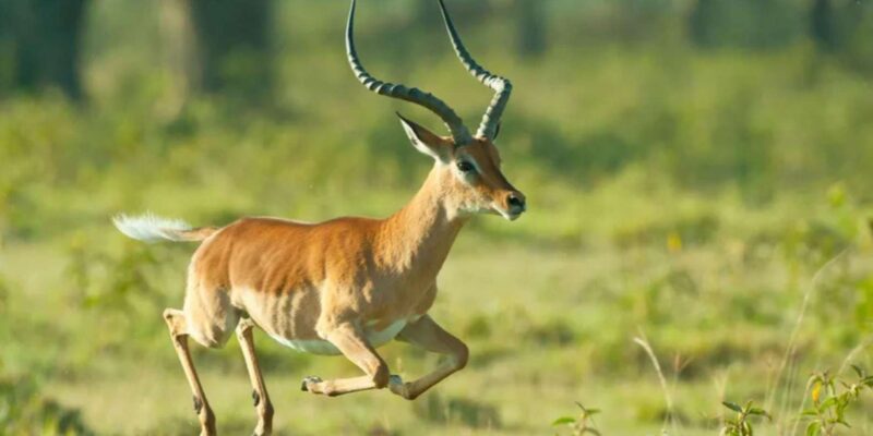 Half-Day Tala Game Reserve & Phezulu Safari Park From Durban - Itinerary Details