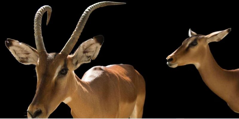 Half-Day Tala Game Reserve & Phezulu Safari Park From Durban - Experience Highlights