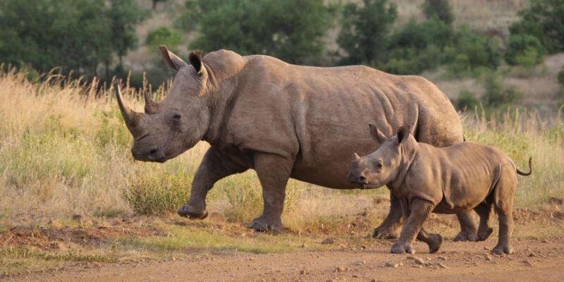 Half-Day Tala Game Reserve & Phezulu Safari Park From Durban - Important Notes