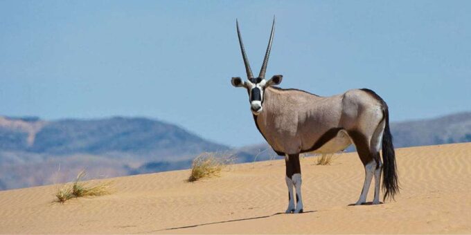 Half-Day Tala Game Reserve & Phezulu Safari Park From Durban - Frequently Asked Questions