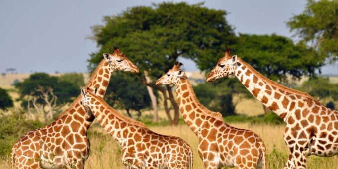 Half-Day Tala Game Reserve & Phezulu Safari Park From Durban - The Sum Up