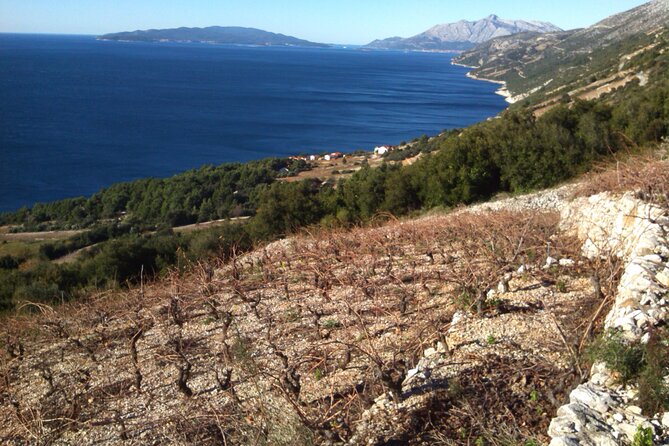 Half Day Tour - Deep and Dark Red Wine of Pelješac - Discovering the Dingač Red Wine