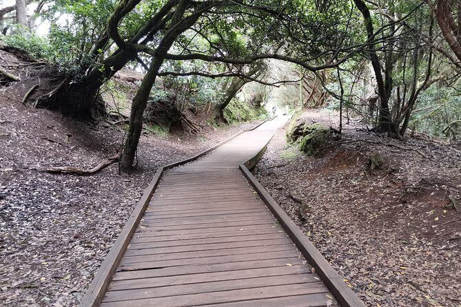 Half Day Tour Discovering Anaga Tenerife - The Sum Up