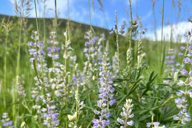 Half Day Tour from Denver Private Guided Hike with Curated Picnic - The Experience: An Honest Breakdown