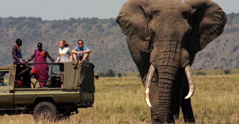 Half Day Tour Hluhluwe Imfolozi Game Reserve Fr Richards Bay - Game Drive Experience