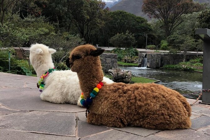 Half Day Tour in Cusco City - Accessibility and Participant Suitability