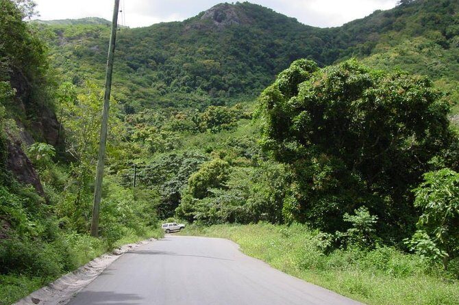 Half-Day Tour: Island Safari Adventure from St. John's - A Closer Look at the Tour Itinerary