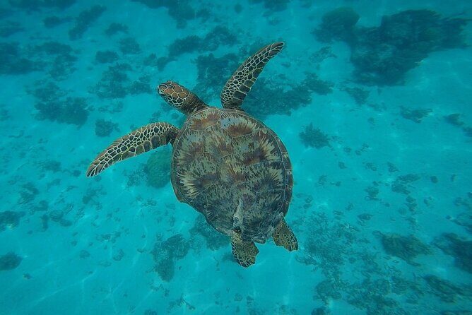 Half Day Tour lagoon discovery marine fauna flora small group - The Value of the Experience