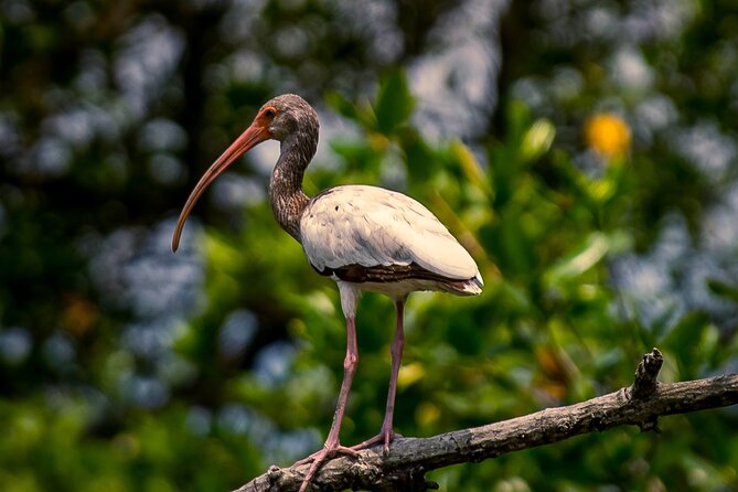 Half Day Tour Mangroves Estuary and Bird Watching From Guayaquil - Good To Know