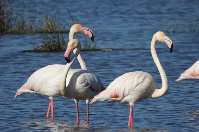 Half Day Tour of Donana Norte Park - Tour Schedule and Availability