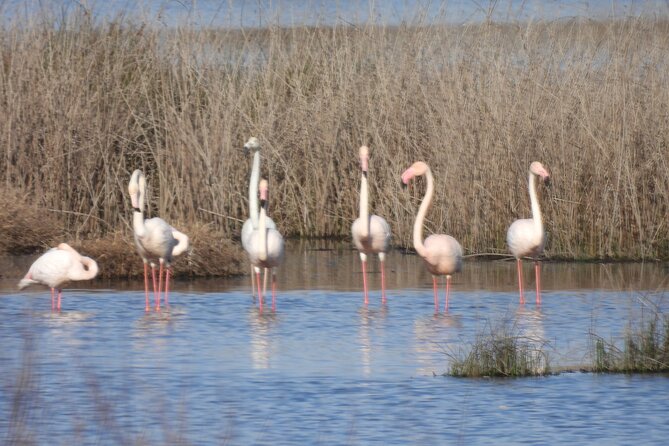 Half Day Tour of Donana Norte Park - Accessibility and Special Requirements